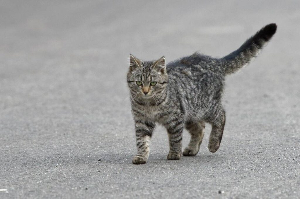 Vous avez vu un chat errant ? Voici les bons réflexes à avoir